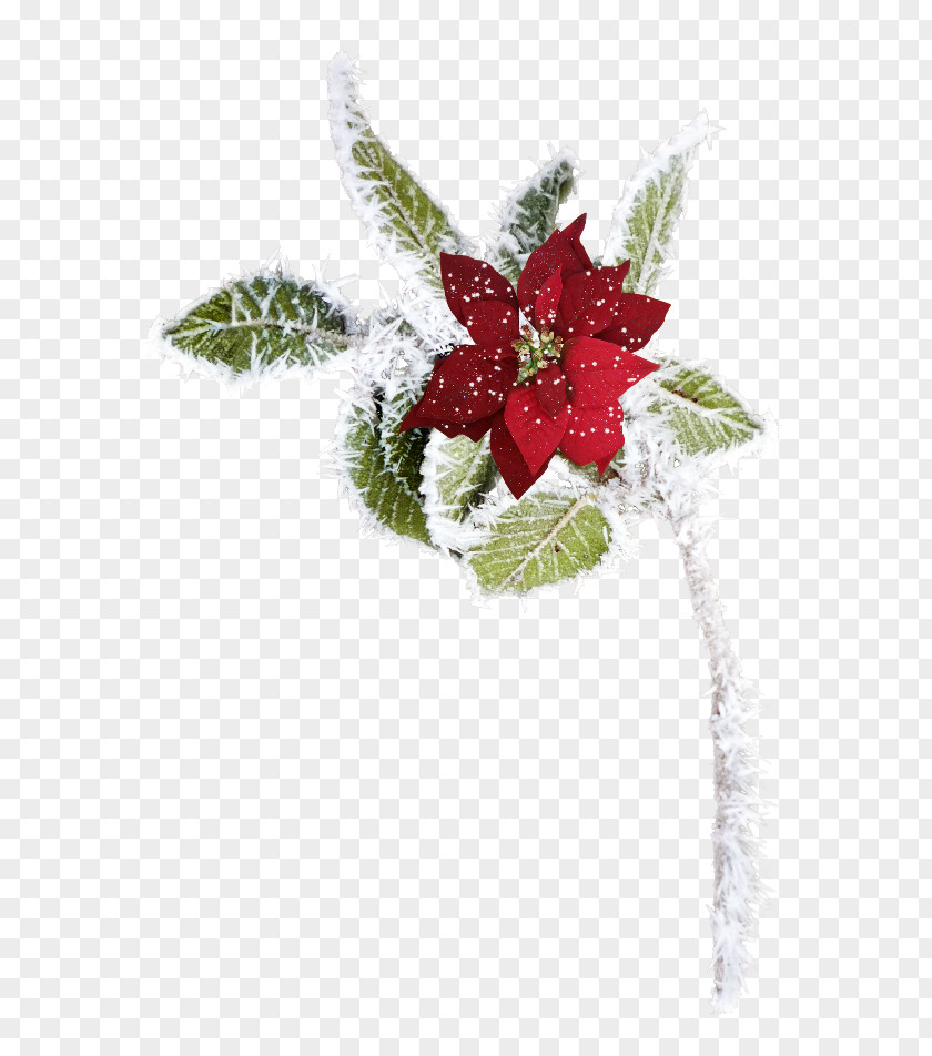 Reflexion Christmas Ornament Garland Khan Bank Could It Be Different? PNG