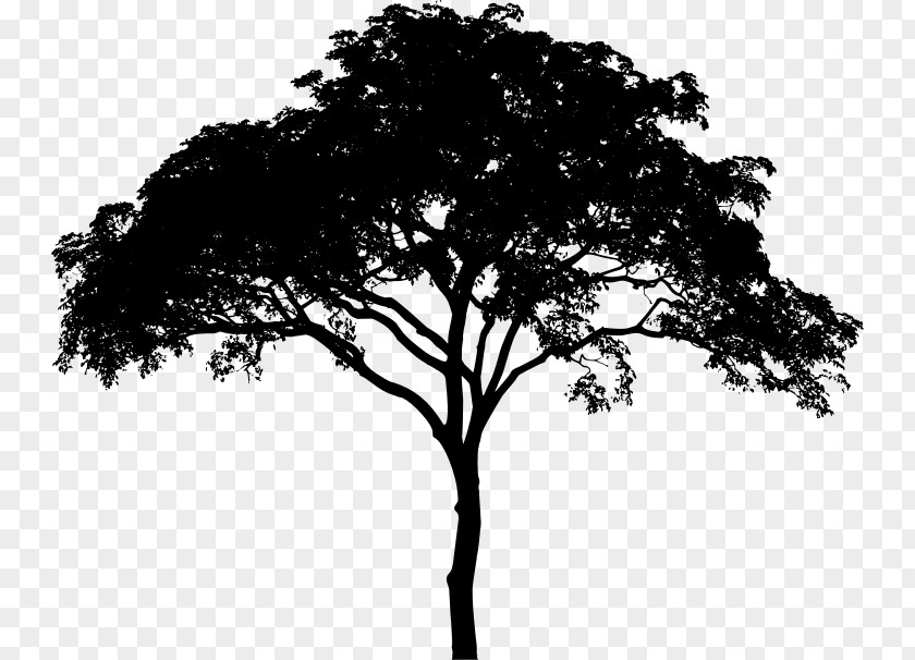 Tree Vector Woody Plant Black And White Monochrome Photography Branch PNG