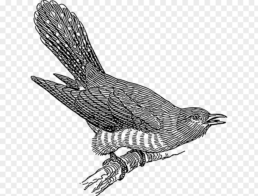 Zeichnung Kind Kakukk, Szól A Liget Kinderlieder Common Cuckoo Kuckuck, Ruft's Aus Dem Wald Kuckuck PNG