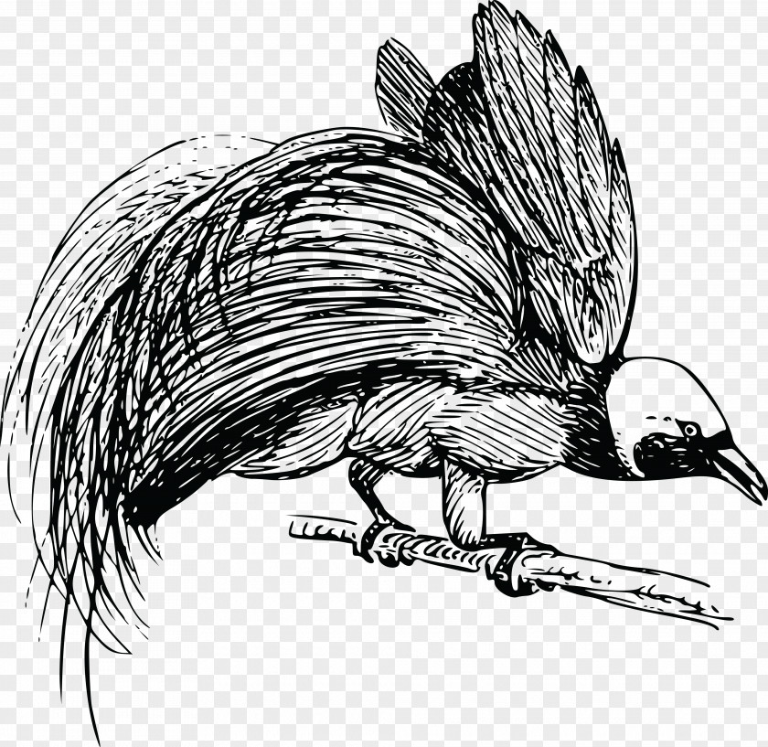 Bird Bird-of-paradise Drawing Of Prey Clip Art PNG