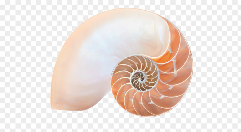 Chambered Nautilus Ageless Soul: The Lifelong Journey Toward Meaning And Joy Stock Photography Royalty-free PNG