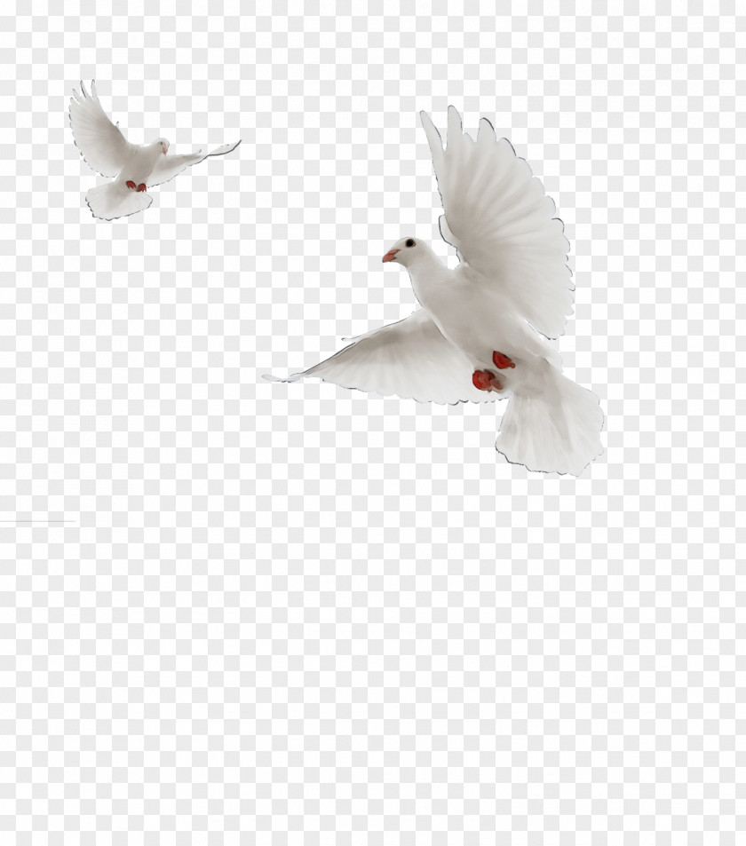 Feather PNG