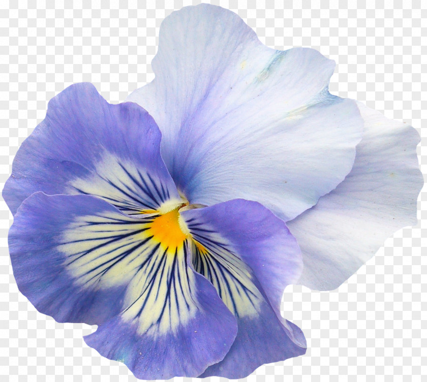 Flower Pansy Garden Violet PNG