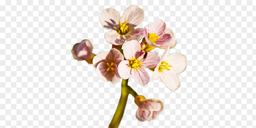 Flower Spring Clip Art PNG