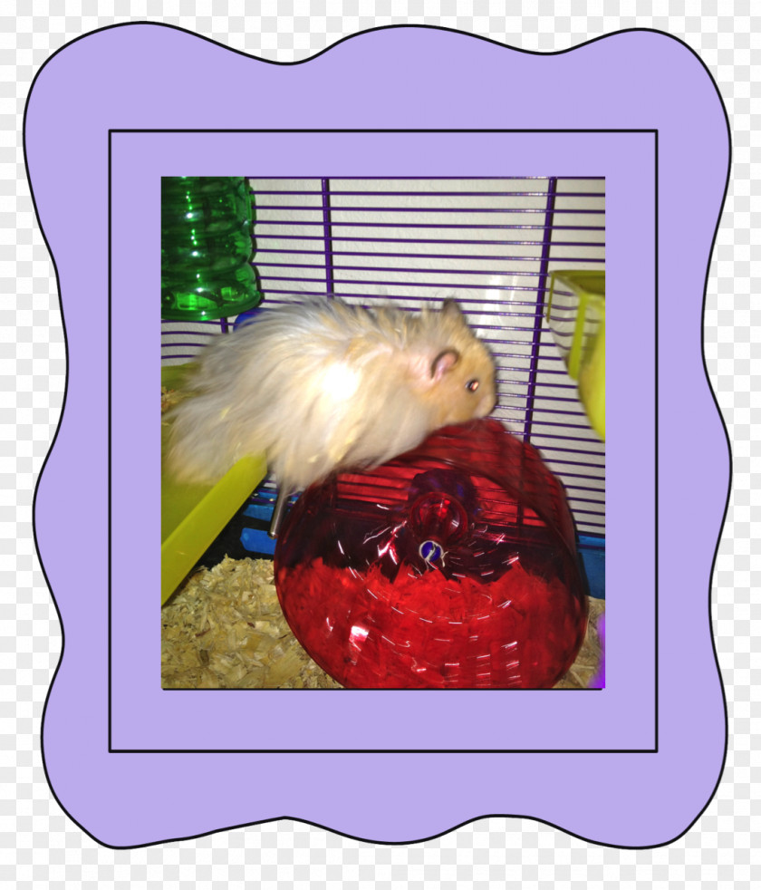 Hamster Cage Picture Frames PNG