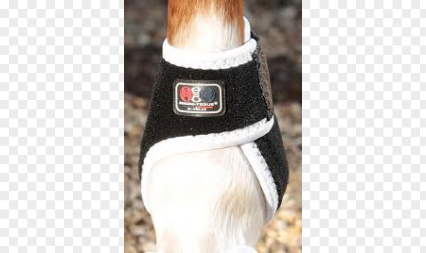 Horse Fetlock Craft Magnets Magnet Therapy Hoof Boot PNG