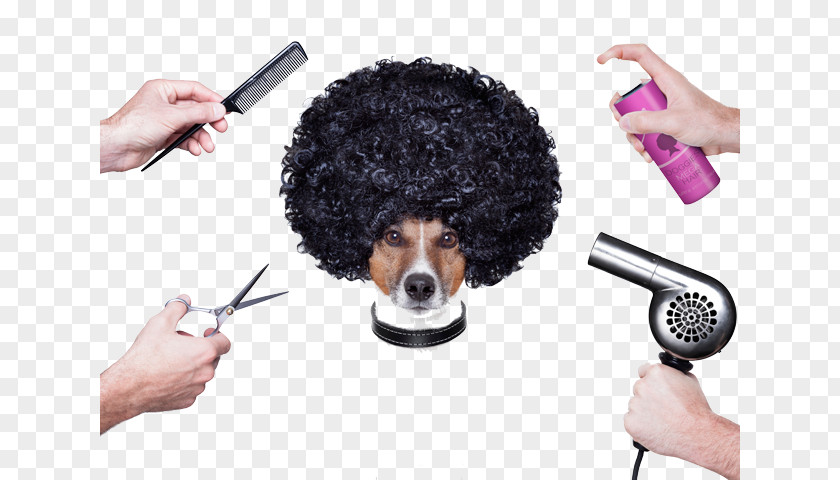 Pet Spa Comb Dog Grooming Day PNG