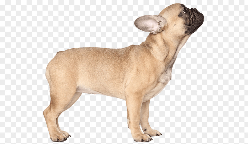 Puppy French Bulldog American Pug Chihuahua PNG