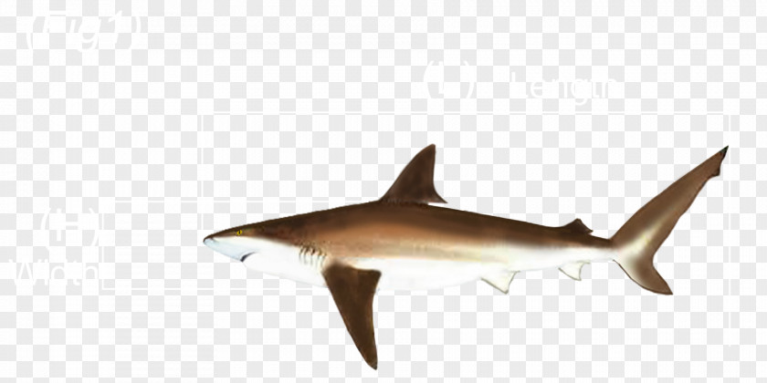 Australian Rules Requiem Sharks Fauna Marine Biology PNG