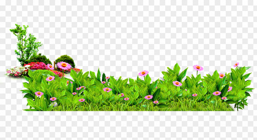Gerbera Flowers Free To Pull The Material Matorral Vegetation PNG