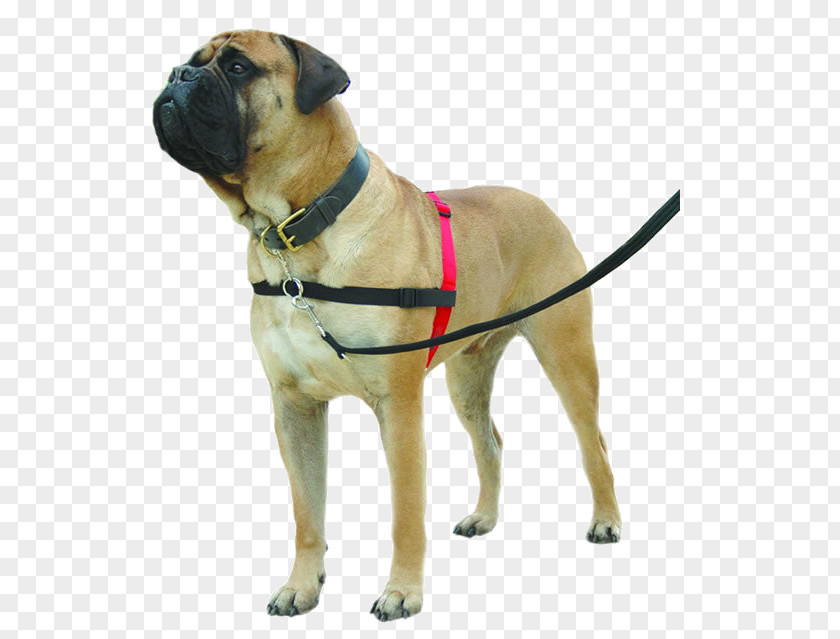 Harness Dog Collar Training Horse Harnesses PNG