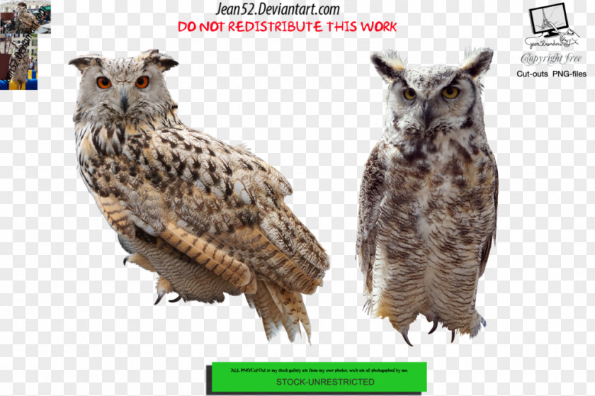 Owl Bird Of Prey DeviantArt PNG