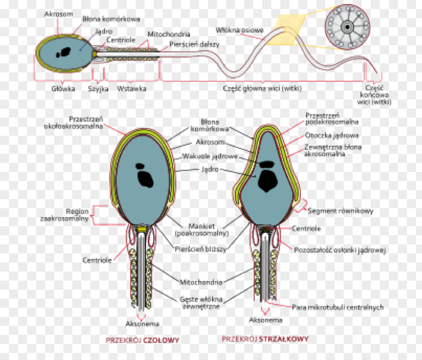 Sperma Spermatozoon Semen Analysis DNA PNG