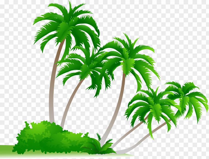 Beautiful Coconut Trees Arecaceae Cdr Drawing Clip Art PNG