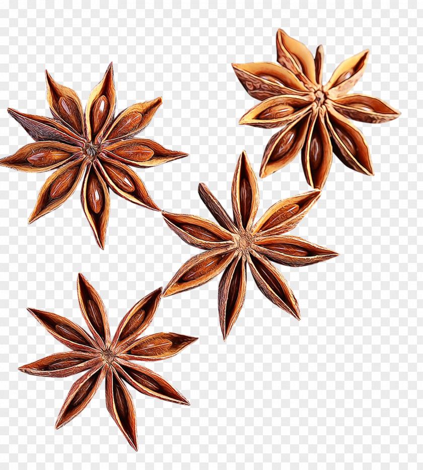 Flower Plant Star Anise PNG