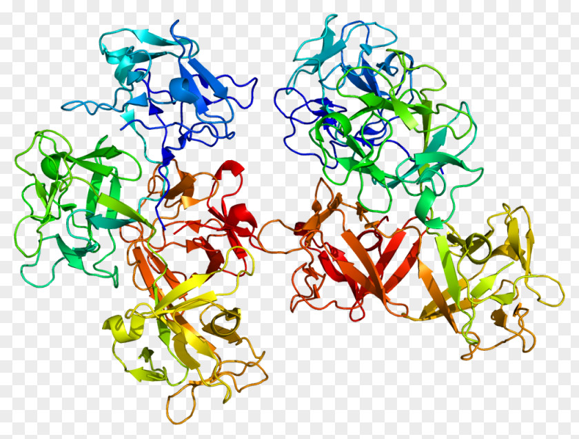 FSCN1 Fascin Protein Gene Human PNG