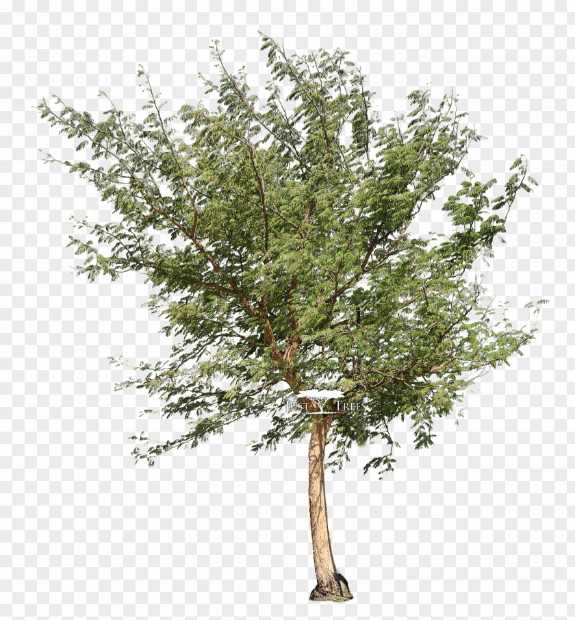 Landscape Tree Vachellia Xanthophloea Acacia Galpinii PNG