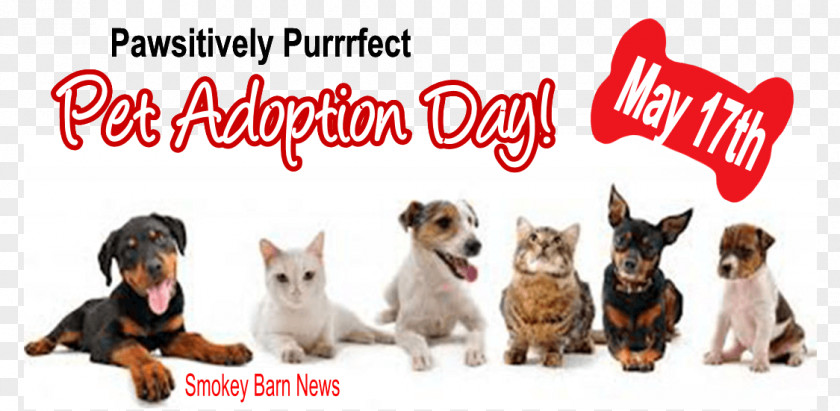 Pet Adoption Dog Breed Puppy Paper Veterinarian PNG