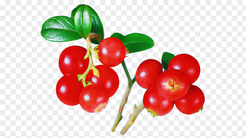 Plant Fruit Natural Foods Lingonberry Berry PNG