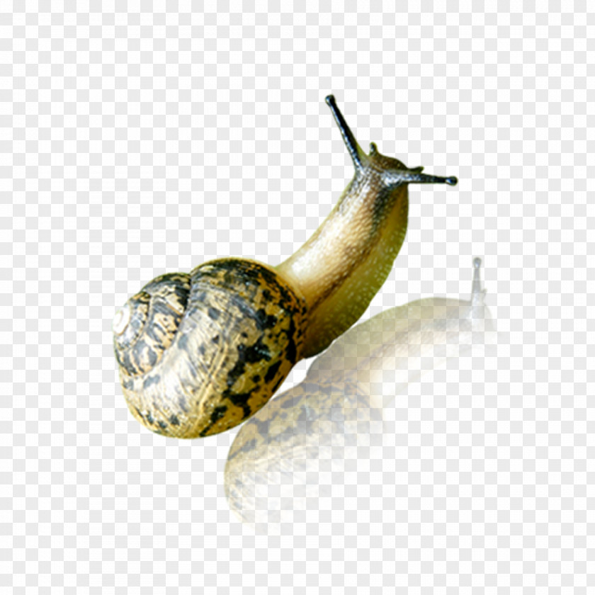 Snail Crawling Orthogastropoda PNG