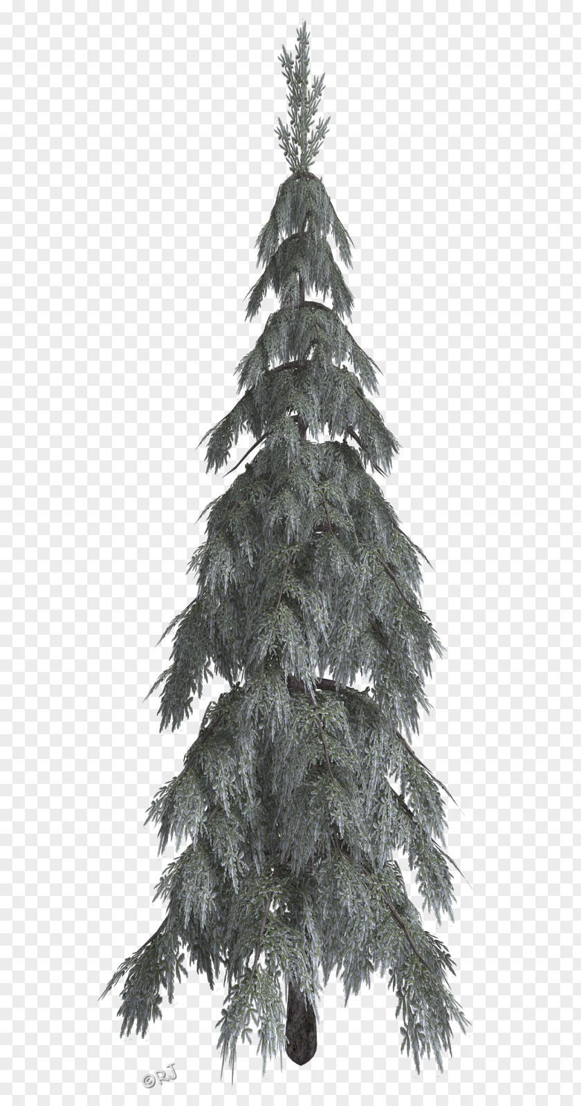 Winter Trees Christmas Tree Spruce Fir Pine PNG