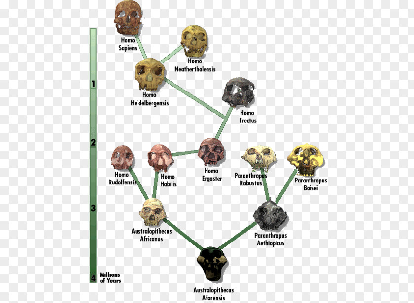 Common Chimpanzee Brain Size Neanderthal Human Evolution Diagram Chart PNG