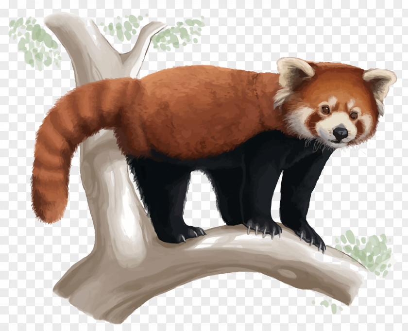 Vector Red Panda Giant Drawing Cuteness PNG