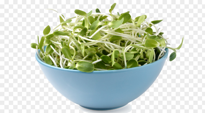 Alfalfa Image Poetry Literature Sprouting Sprouts PNG