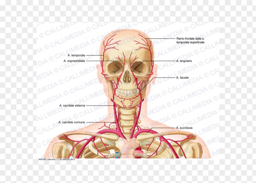 Anterior Cerebral Artery Supratrochlear Vein Neck External Carotid PNG