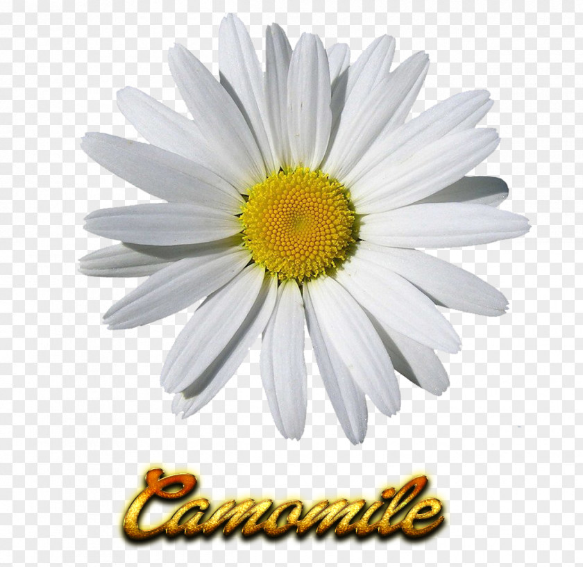 Chamomile Clip Art Image Openclipart PNG