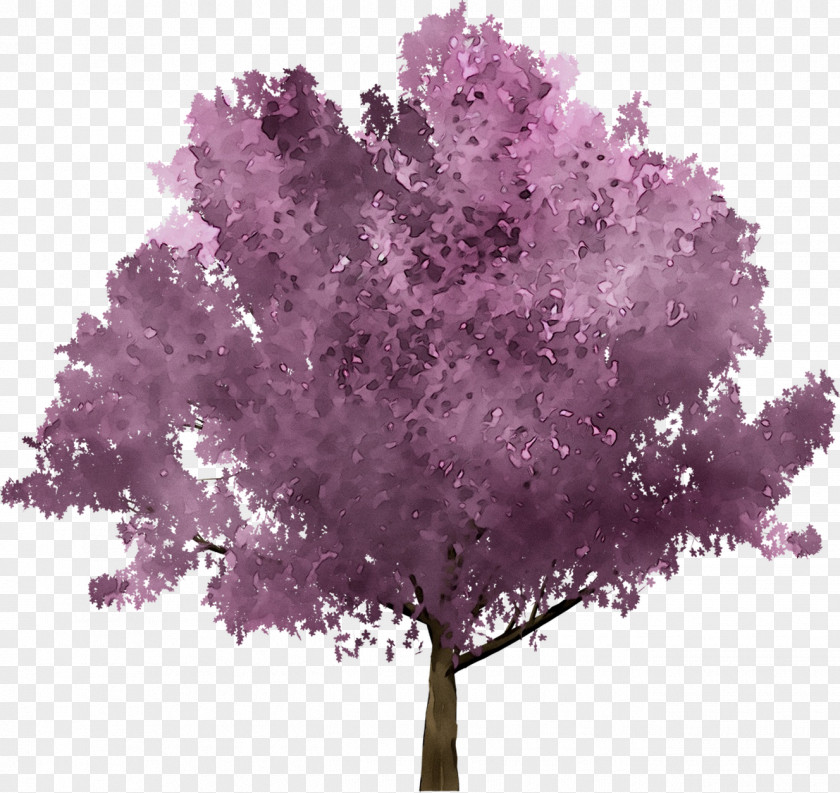 Cherry Blossom Image Stock.xchng Photograph Drawing PNG