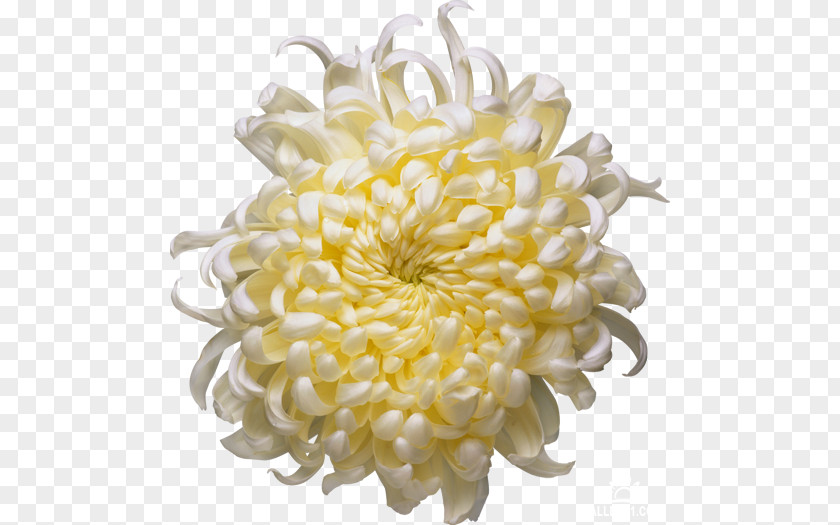 Chrysanthemum Time Fuse Candle PNG