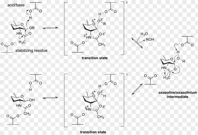 Enzyme Glycoside Hydrolase Glycosidic Bond Catalysis Beta-galactosidase PNG