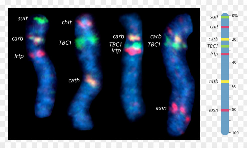 Optical Science And Technology Human Genome Project Fluorescence In Situ Hybridization Chromosome Gene Mapping PNG