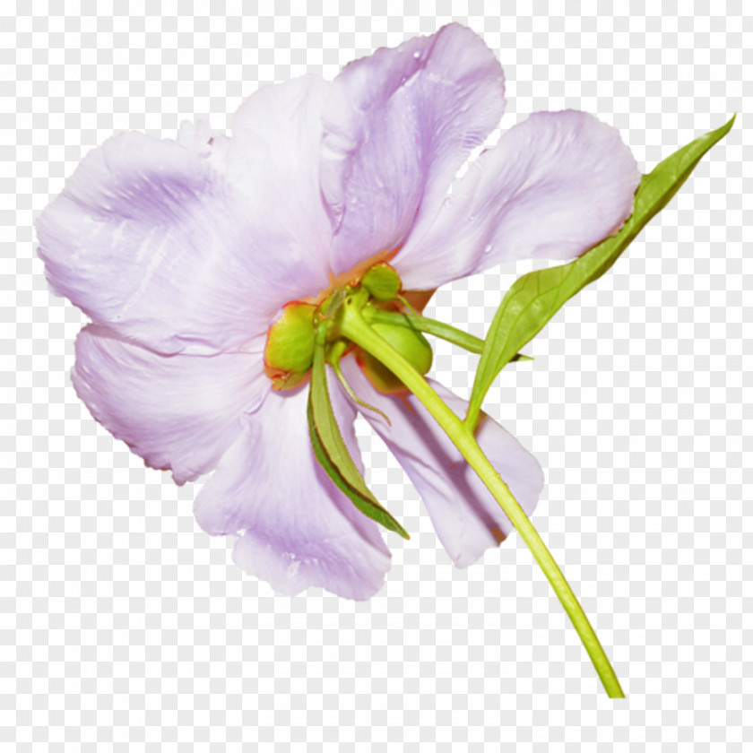 Peony Flower Clip Art PNG