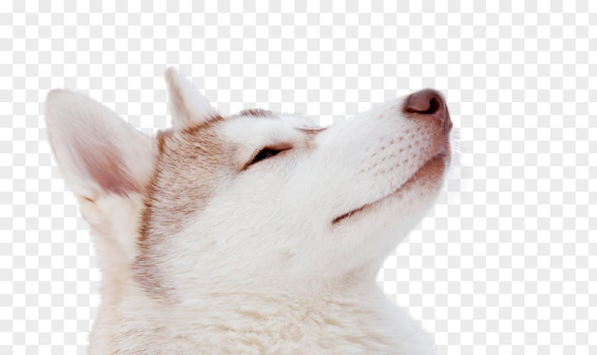 Puppy Siberian Husky Whiskers Dog Breed PNG