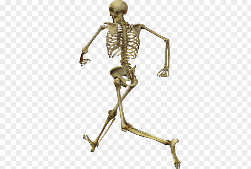 Running Skeleton Human Skull Homo Sapiens PNG
