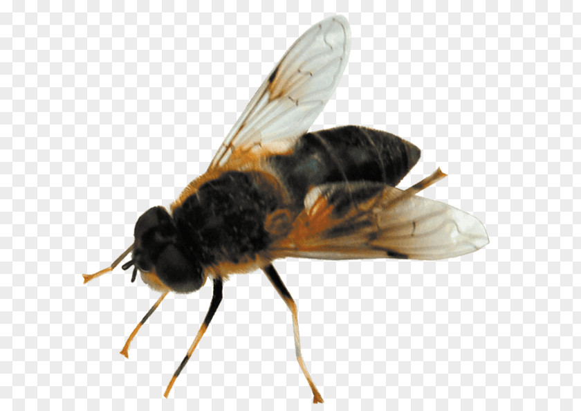 Wasp Honey Bee Pest Control St. George Termite PNG