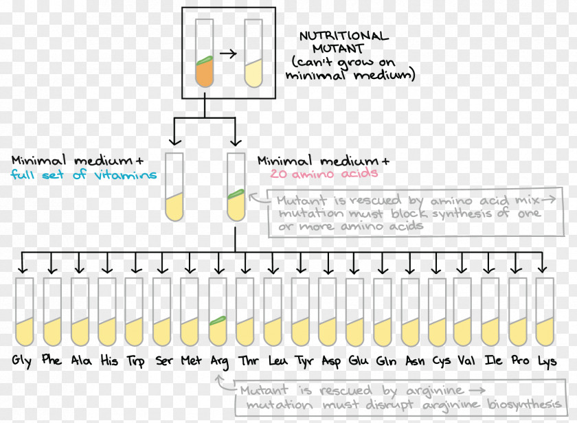 Amino Acid Stop Codon DNA Gene PNG