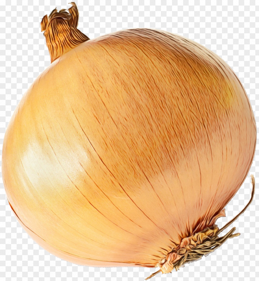 Brown Onion Garlic Winter Squash Plant Commodity PNG