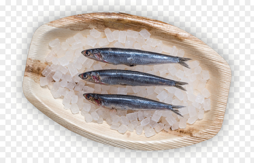 Fish Sardine Pacific Saury Products Kipper Oily PNG