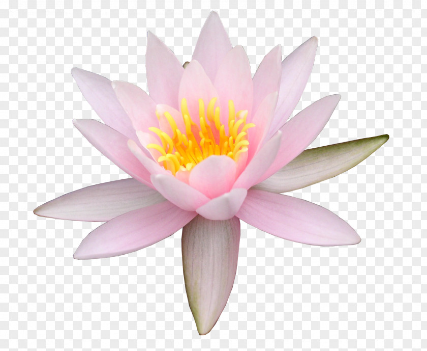 Frangipani Nelumbo Nucifera Water Lily Flower PNG