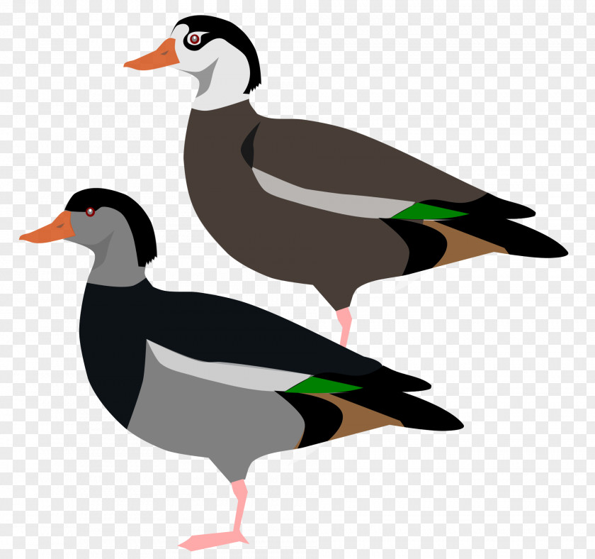 Goose Mallard Crested Shelduck Bird PNG