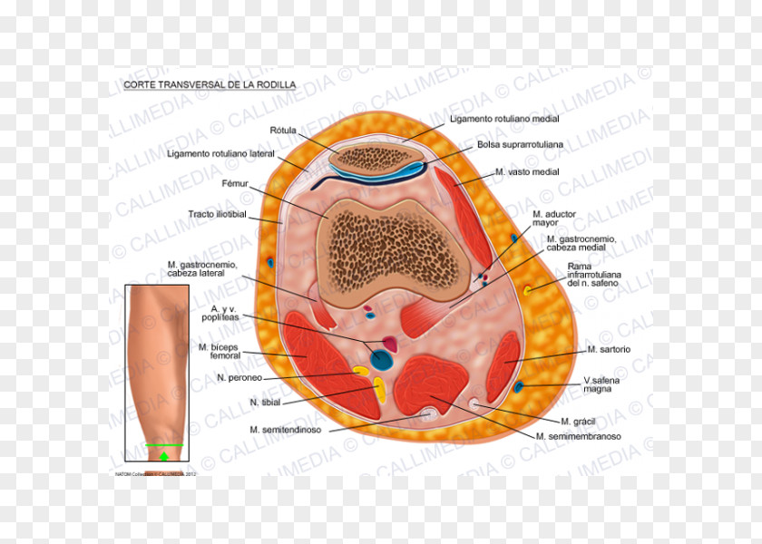 Knee Transverse Abdominal Muscle Plane Cross Section PNG