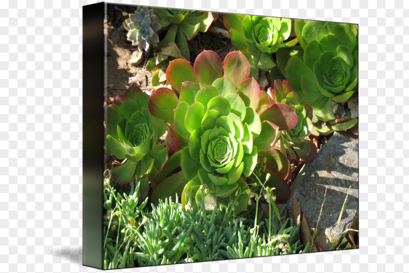 Succulent Border Plant Herb Flower Groundcover PNG