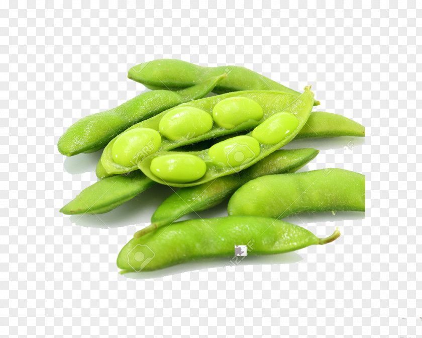 Vegetable Edamame Indian Cuisine Japanese Soybean PNG