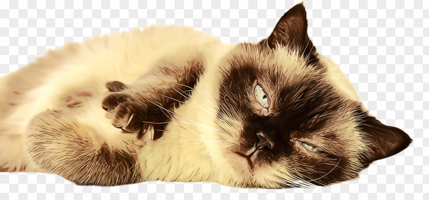 Whiskers Siamese Cat Small To Medium-sized Cats Birman Himalayan Ragdoll PNG