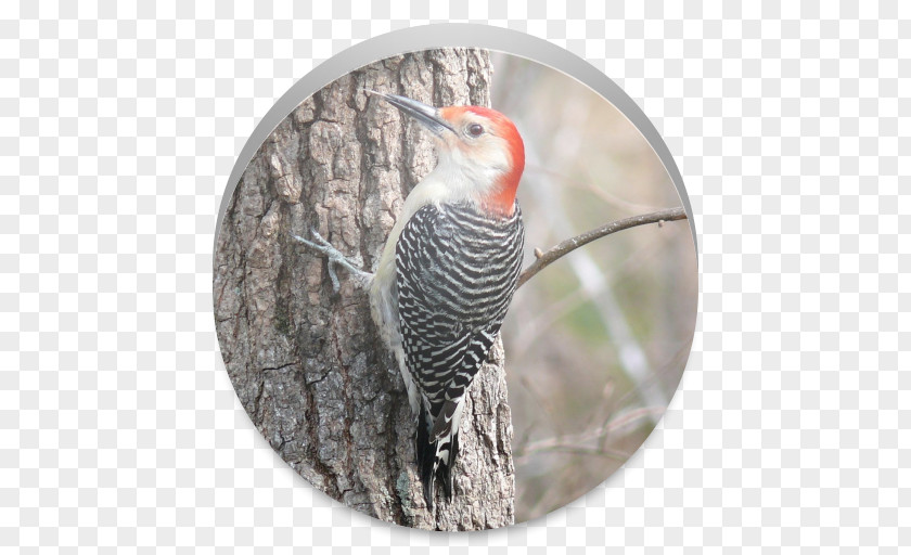 Bird Red-bellied Woodpecker Northern Flicker Piciformes PNG