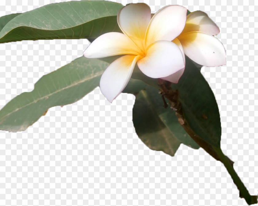 Flor Machalilla National Park Villa Colombia Parish Beach Flower PNG