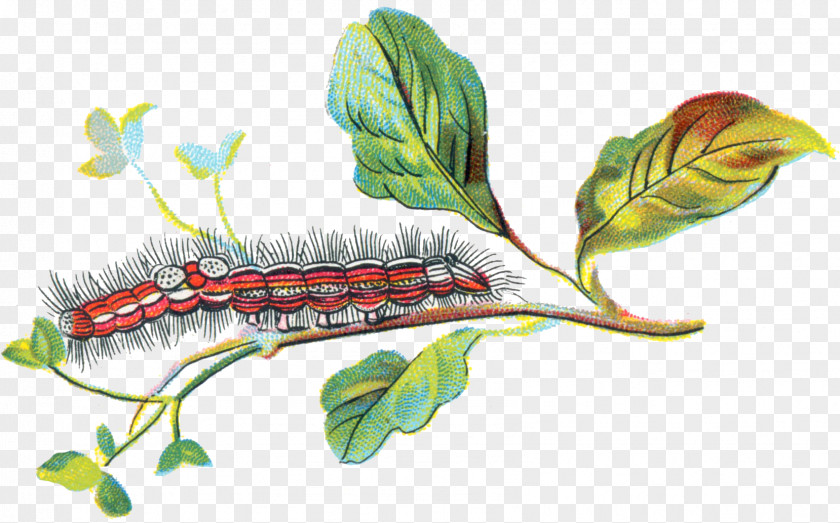 Flower Insect Caterpillar Leaf Plant Larva PNG